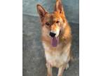 Adopt BASIL a Brown/Chocolate - with Black German Shepherd Dog / Mixed dog in