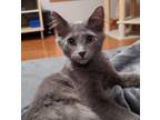 Adopt Scout a Gray or Blue Domestic Shorthair / Domestic Shorthair / Mixed cat