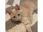Adopt Archie a Orange or Red Domestic Shorthair / Domestic Shorthair / Mixed cat