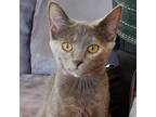 Adopt Sammie a Gray or Blue Domestic Shorthair / Domestic Shorthair / Mixed cat