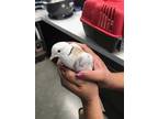 Adopt STUART a White Dove / Mixed bird in San Martin, CA (33776229)