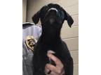 Adopt Remi a Labrador Retriever / Mixed dog in Covington, GA (33769907)
