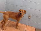 Adopt THEO a Brown/Chocolate Beagle / Mixed dog in Downey, CA (33776346)