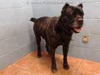 Adopt GUNNEY a Brindle Mastiff / Mixed dog in Downey, CA (33776341)