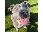 Adopt SELAH a Gray/Silver/Salt & Pepper - with White American Pit Bull Terrier /