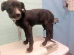 Adopt APRICOT a Black - with White American Pit Bull Terrier / Mixed dog in