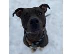 Adopt Baby a Brown/Chocolate Mixed Breed (Large) / Mixed dog in Janesville