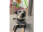 Adopt Star a Black Australian Cattle Dog / Mixed dog in Joshua, TX (33776166)