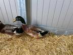 Adopt SQUEAKERTON a Brown Duck / Mixed bird in Loveland, CO (33776128)