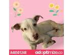 Adopt Temperance a White Border Terrier / Mixed dog in El Paso, TX (33772993)