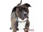 Adopt Thidwick a Brown/Chocolate Mastiff / Mixed dog in Mason, MI (33776205)