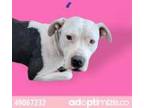 Adopt SHIRLEY a White American Pit Bull Terrier / Mixed dog in El Paso