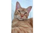 Adopt FRED a Orange or Red Tabby Domestic Shorthair / Mixed (short coat) cat in