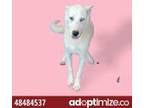 Adopt Neptune a White German Shepherd Dog / Mixed dog in El Paso, TX (33772955)