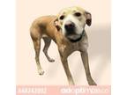 Adopt Layla a Tan/Yellow/Fawn Boxer / Shepherd (Unknown Type) / Mixed dog in El