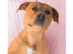 Adopt LEROY a Red/Golden/Orange/Chestnut Mastiff / Mixed dog in Tracy