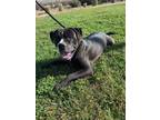 Adopt ROGER a Black - with White Mastiff / Mixed dog in Tracy, CA (33775783)
