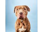 Adopt a Red/Golden/Orange/Chestnut American Pit Bull Terrier / Mixed dog in