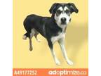 Adopt Jellybean a Black Siberian Husky / Mixed dog in El Paso, TX (33772930)