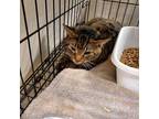 Adopt Mowlgi a All Black Domestic Shorthair / Domestic Shorthair / Mixed cat in