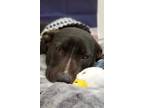 Adopt Dale a Black Labrador Retriever / Mixed dog in Madison, NJ (33775627)