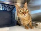 Adopt REMUS a Brown Tabby Domestic Shorthair / Mixed (short coat) cat in