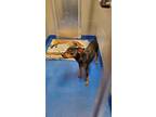 Adopt Mills a Black Miniature Pinscher / Mixed dog in Lancaster, SC (33775395)