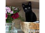 Adopt Billygoat a All Black Domestic Shorthair / Mixed cat in Oakland