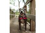 Adopt Bella a Gray/Silver/Salt & Pepper - with White Pit Bull Terrier / Mixed