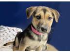 Adopt Agnes a Tan/Yellow/Fawn Shepherd (Unknown Type) / Mixed dog in Voorhees