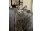 Adopt Sokka a Gray or Blue Domestic Longhair / Mixed cat in Sandy, UT (33775234)