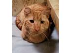 Adopt Purdue Trouve' a Orange or Red Tabby Domestic Shorthair (short coat) cat
