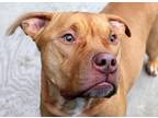 Adopt Zax a Tan/Yellow/Fawn Pit Bull Terrier / Mixed dog in Fort Wayne