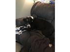 Adopt Campbell a Black - with White Labrador Retriever / Great Dane / Mixed dog