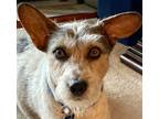 Adopt Pete a White - with Brown or Chocolate Jack Russell Terrier / Cattle Dog /
