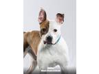 Adopt Bueller a Brindle - with White Mixed Breed (Medium) / Mixed dog in