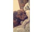 Adopt Millie a Brindle - with White American Pit Bull Terrier / Australian