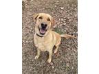 Adopt Sam a Tan/Yellow/Fawn Labrador Retriever / Retriever (Unknown Type) /
