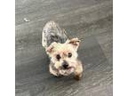 Adopt Zoey a Mixed Breed (Small) / Mixed dog in N. Babylon, NY (33774833)
