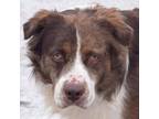 Adopt Coco a Merle Australian Shepherd / Mixed dog in Huntley, IL (33770609)