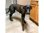Adopt Parker a Black Great Dane / Mixed dog in Vail, AZ (33774175)