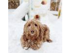 Adopt Copper a Red/Golden/Orange/Chestnut - with White Dachshund / Mixed dog in