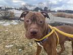 Adopt Egg Drop a Brown/Chocolate - with White American Pit Bull Terrier / Mixed