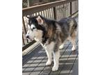 Adopt Missy a Black - with White Alaskan Malamute / Mixed dog in Sanford