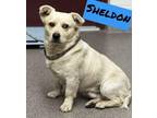Adopt Sheldon a Corgi dog in Youngsville, NC (33771318)