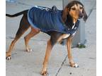 Adopt Willow a Brown/Chocolate - with Black Coonhound (Unknown Type) / Mixed dog