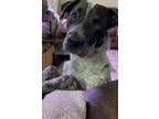 Adopt Kirby Kiff (KDG) a Pointer / Pit Bull Terrier dog in Portland
