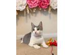 Adopt Lilya (KAR) a White (Mostly) Domestic Shorthair / Mixed cat in Provo