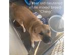 Adopt Chevy a Tan/Yellow/Fawn Labrador Retriever dog in Washington