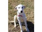 Adopt Jimmy a White Labrador Retriever / Great Pyrenees / Mixed dog in